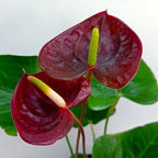 Anthurium Plant.