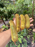 Ice Cream Beans - Monkey Tamarind Fruit Plant.