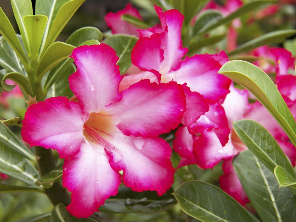 Adenium Plant.