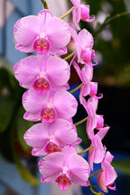 Orchid Pink Plant.