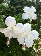 White Hibiscus Plant - Gudhal Plant.