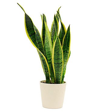 Snake Plant.