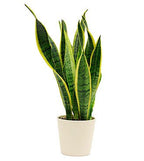 Snake Plant.