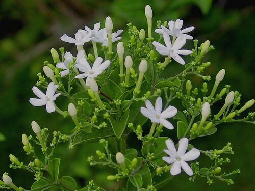 Tuscan jasmine - Mullai Plant.