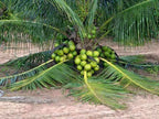 Grafted Coconut Plant.