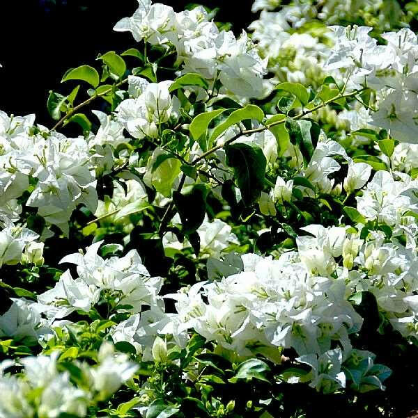 Bougainvillea White Plant.