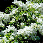 Bougainvillea White Plant.