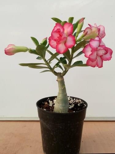Adenium Plant.
