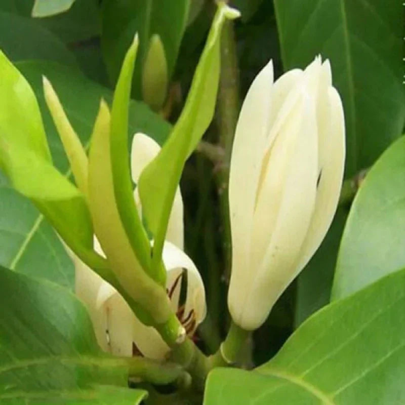 Grafted White Champak Flower Plant - Magnolia × alba