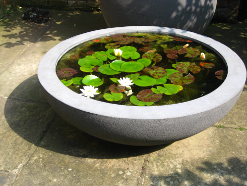 White Water Lily Plant.