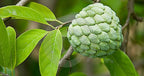 Grafted Custard Apple Fruit Plant.