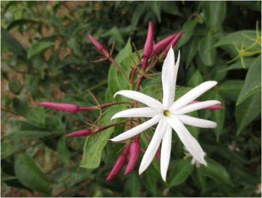 Pink Jasmine - Jathi Malli Plant.
