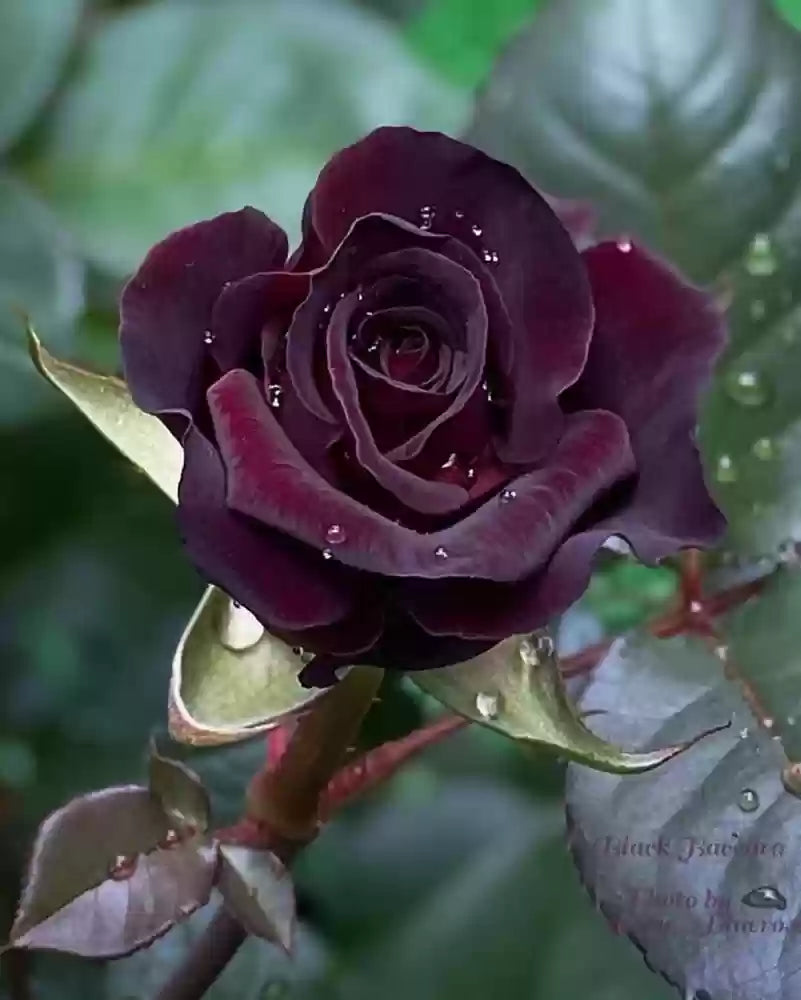 Black Rose Plant