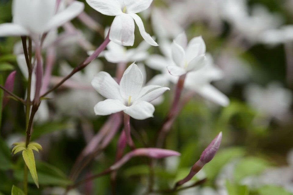 Pink Jasmine - Jathi Malli Plant.