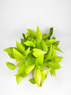 Pothos - Devil's Ivy Indoor Plant.