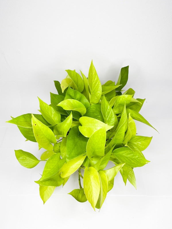 Pothos - Devil's Ivy Indoor Plant.