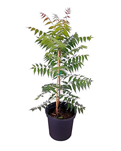 Neem Tree Sapling.