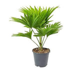 Table Palm - Umbrella Palm Plant.