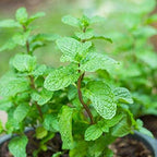 Mint - Pudina Plant.