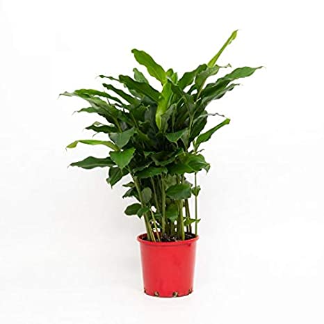 Elachi Plant - Green Cardamom Plant.