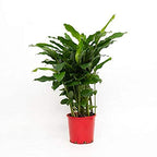 Elachi Plant - Green Cardamom Plant.