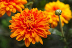 Shevanti, Chrysanthemum Orange Plant.