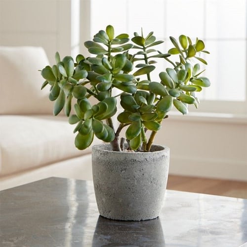 Jade Plant.