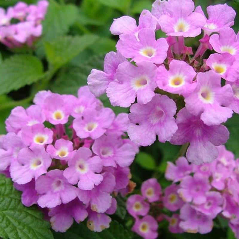 Violet Lantana Plant.