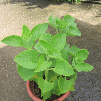 Karpooravalli - Coleus amboinicus Plant.