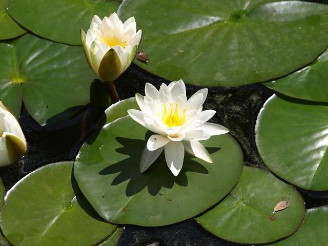 White Water Lily Plant.