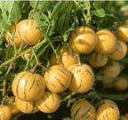 Ginseng Fruit Seed Balls - Just Throw & Grow