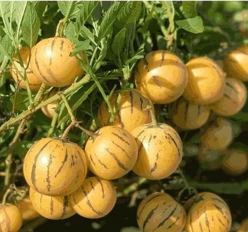 Ginseng Fruit Seed Balls - Just Throw & Grow