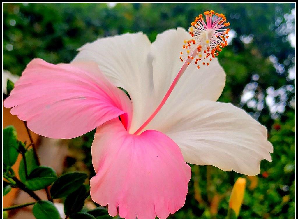 White Pink Double Color Hibiscus Plant