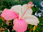 White Pink Double Color Hibiscus Plant