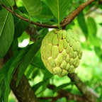 Grafted Custard Apple Fruit Plant.