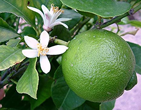 Grafted Mosambi - Sweet Lemon Fruit Plant.