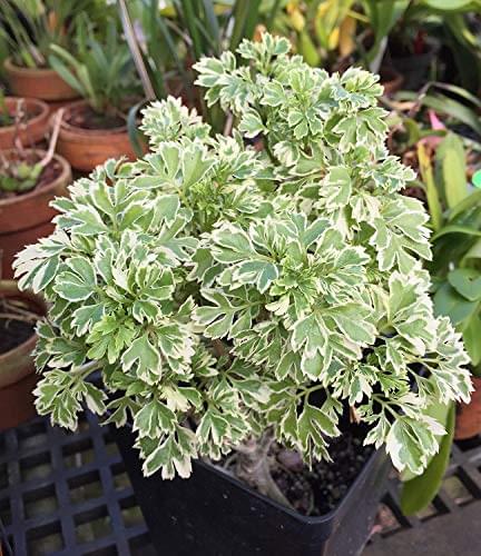 Aralia Variegated Plant.