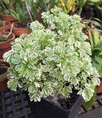 Aralia Variegated Plant.