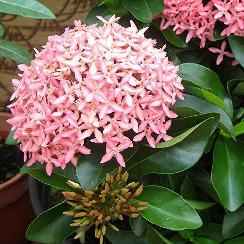 Pink Ixora Plant.