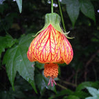 Chinese Latern Hibiscus Flowe Seed Balls - Just Throw & Grow