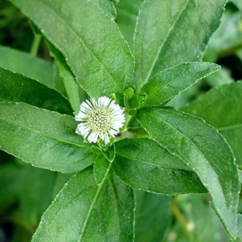 Bhringaraj Plant - False Daisy.