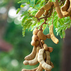 Grafted Sweet Tamarind Plant.