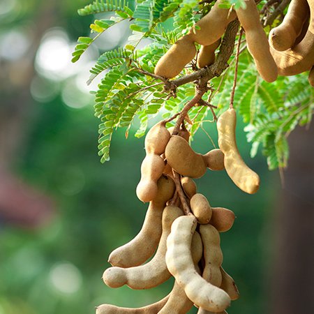 Grafted Sweet Tamarind Plant.