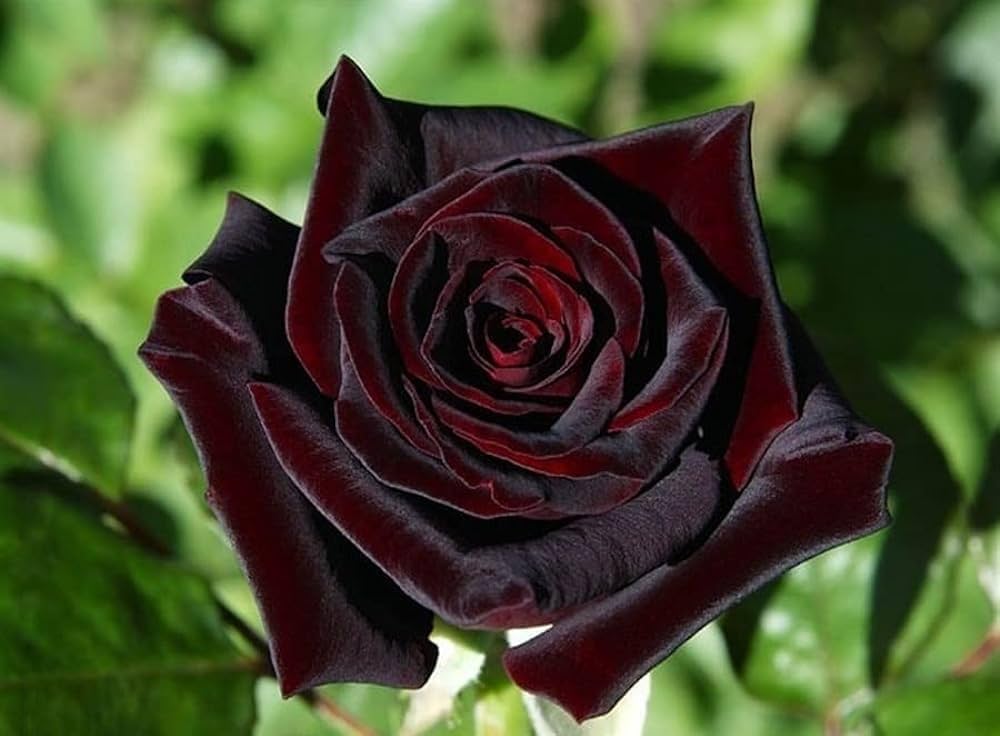 Black Rose Plant