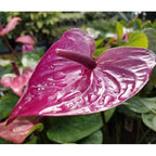 Anthurium Plant.