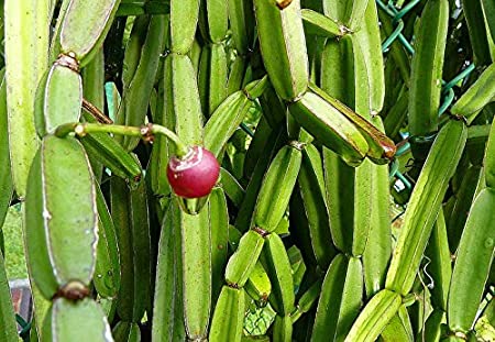 Pirandai - Cissus quadrangularis - Veld grape Plant.