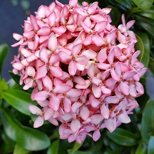 Pink Ixora Plant.