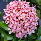 Pink Ixora Plant.
