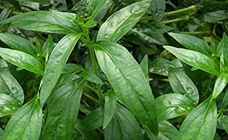 Andrographis paniculata - Nilavembu - Siriyanangai Plant.