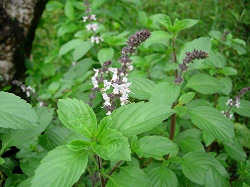 Sweet Basil Plant - Sabja Plant.